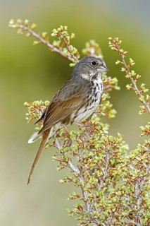 Fox Sparrow Passerella iliaca megarhyncha Lee Vining Canyon, California, United States 14 May Adult