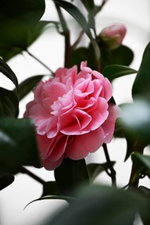 Flower of a camellia (Camellia japonica)