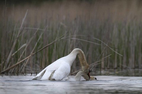 Mute Swan (Cygnus olor) pair mating, Mecklenburg-Western Pomerania, Germany