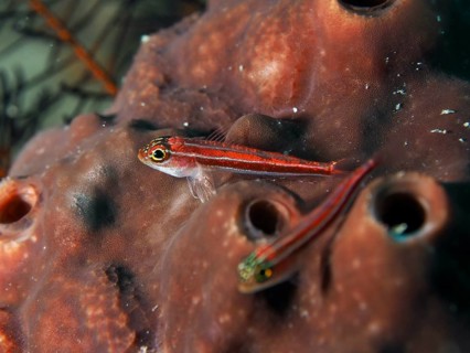 A small red fish, striped threefin (Helcogramma striata), resting on a dark brown sponge in the