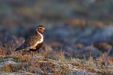 European Golden Plover (Pluvialis apricaria), Iceland