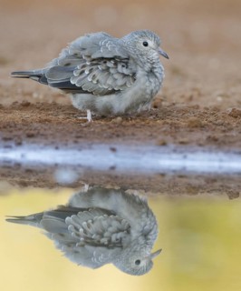 Common Ground Dove (Columbina passerina), Texas, USA