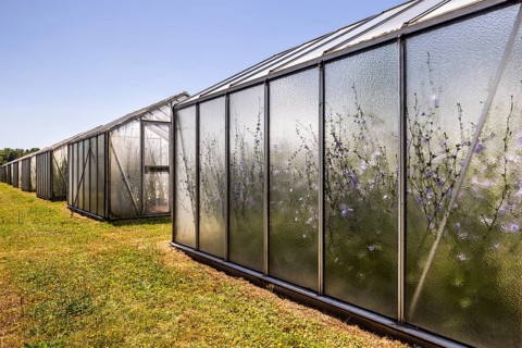 Chicory (Cichorium intybus) in mini-greenhouses at the Leibniz Institute of Plant Genetics and Crop