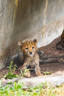 Cheetah (Acinonyx jubatus) youngster lying on the ground, captive, occurrence Africa