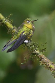 Golden-breasted Puffleg (Eriocnemis mosquera) perched on a branch in Ecuador, South America