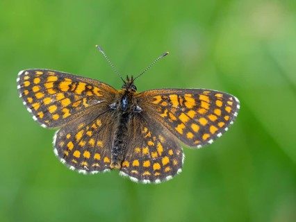 Fritillary butterfly, Common fritillary, (Melitaea athalia), butterfly, butterflies, moths, insect,