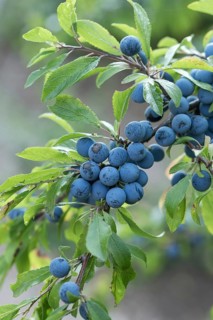 Blackthorn (Prunus spinosa), Germany
