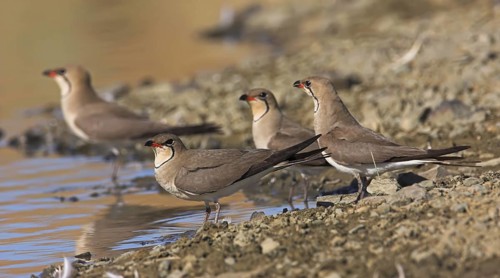 Collared Pratincole (Glareola pratincola), Extremadura, Spain
