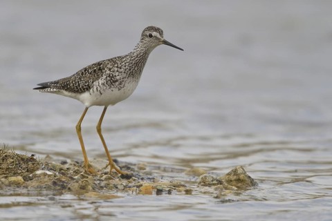 Lesser Yellowlegs (Tringa flavipes), Manitoba, Canada