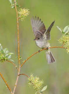 Willow Flycatcher (Empidonax traillii) flapping, perched on a branch, British Columbia, Canada