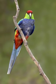 Red-capped Parrot (Purpureicephalus spurius), Western Australia, Australia