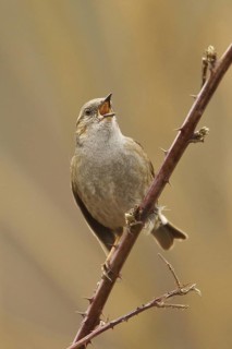 Dunnock (Prunella modularis) male singing, Rhineland-Palatinate, Germany