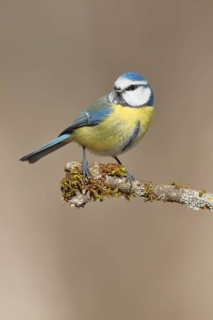 Blue tit (Parus caeruleus), sitting on moss-covered branch, Wilden, North Rhine-Westphalia, Germany