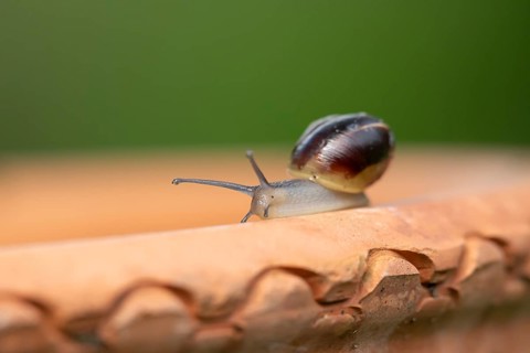 Striped snail (Cernuella virgata) adult gastropod molluscs on a garden plant pot in summer,