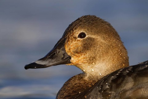 Common Pochard (Aythya ferina) female, Bavaria, Germany