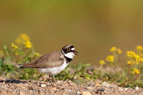Little Ringed Plover (Charadrius dubius) calling, Saxony-Anhalt, Germany