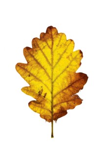 Autumn leaf, Vechta, Lower Saxony, Germany