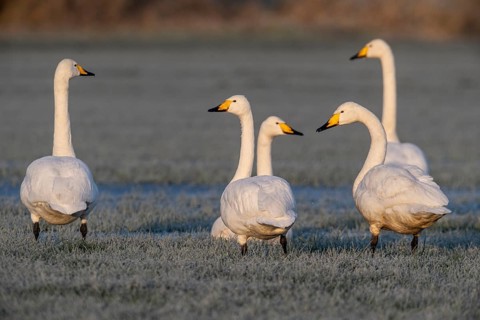 Whooper swans (Cygnus cygnus), Emsland, Lower Saxony, Germany