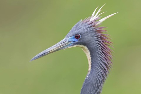 Tricolored Heron (Egretta tricolor), Florida, USA
