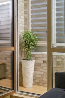 A green plant stands in a tall white pot in the corner of a space. Light comes through the windows,