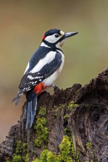 Great Spotted Woodpecker (Dendrocopos major) male, Asturias, Spain