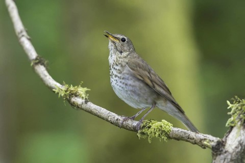 Swainson's Thrush (Catharus ustulatus), British Columbia, Canada