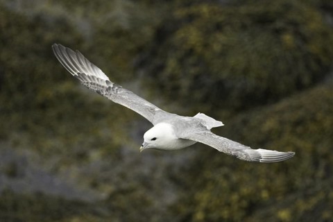 Northern Fulmar (Fulmarus glacialis), Iceland
