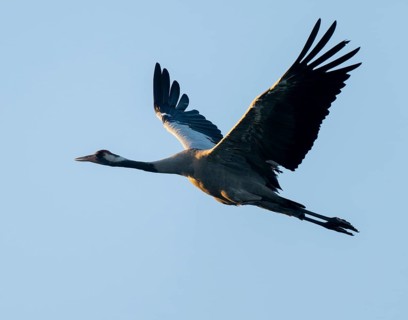 Crane (Grus grus) in flight, blue sky, Lower Saxony, Germany