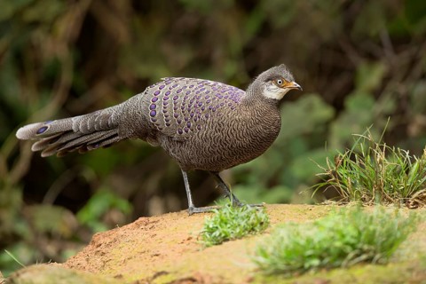 Grey Peacock-Pheasant (Polyplectron bicalcaratum) male, Yunnan, China