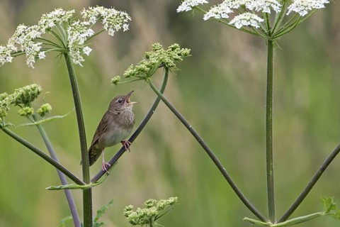 River Warbler (Locustella fluviatilis) singing, Saxony, Germany