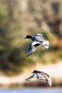Eurasian Wigeon, Mareca penelope, birds in flight over marshes in Devon, England, United Kingdom