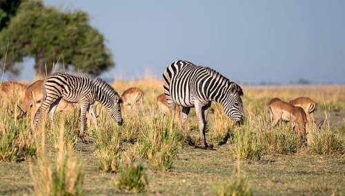 Impalas and steppe zebras (Equus quagga), atmospheric lighting, Ihaha, Chobe National Park National