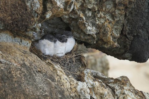 White-breasted Woodswallow (Artamus leucorynchus), Queensland, Australia