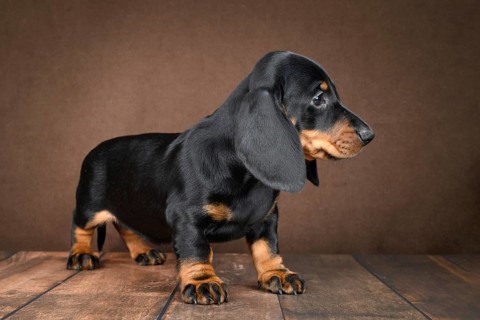 Small dachshund puppy sit playfully against a dark background, showcasing his shiny coat and