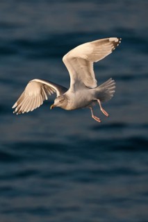 European Herring Gull (Larus argentatus) flying, North Sea, Germany
