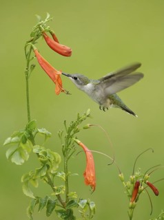 Ruby-throated Hummingbird (Archilochus colubris), Texas, USA