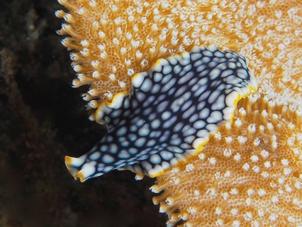 Brilliant whirlpool worm (Pseudoceros scintillatus), whirlpool worm with yellow markings on coral.