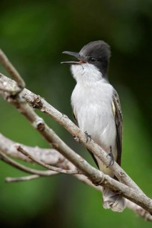 Loggerhead Kingbird (Tyrannus caudifasciatus) perched on a branch in Cuba