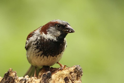 House Sparrow (Passer domesticus) male, Lower Saxony, Germany