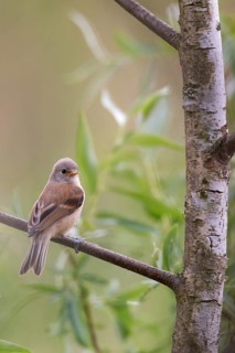 Eurasian Penduline Tit (Remiz pendulinus) juvenile, one week after leaving the nest, Saxony-Anhalt,