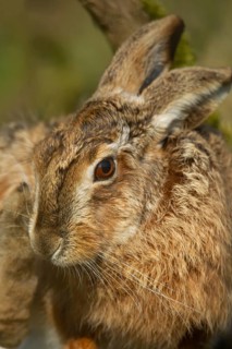 European brown hare (Lepus europaeus) adult animal head portrait, England, United Kingdom