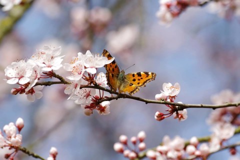 Large tortoiseshell (Nymphalis polychloros), cherry plum (Prunus cerasifera), flowers, nectar