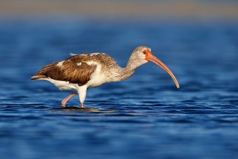 American White Ibis (Eudocimus albus) young foraging, Florida, USA