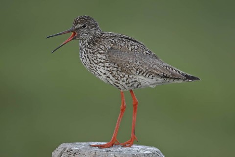 Common Redshank (Tringa totanus) male calling, Lower Saxony, Germany
