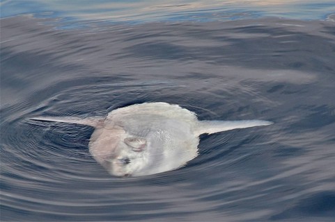 Moonfish (Mola mola)