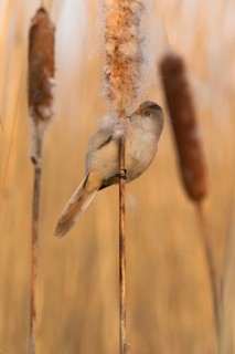 Bearded Reedling (Panurus biarmicus) female, Saxony, Germany