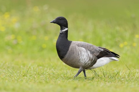 Brant Goose (Branta bernicla), Texel, Netherlands