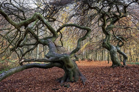 Süntelbuchen (Fagus sylvatica), cripple beeches, Hexenwald, Semper Forest Park, near Lietzow,