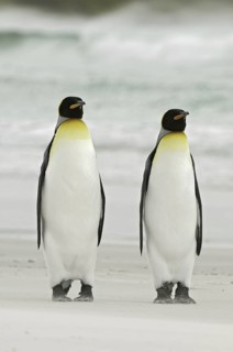 King Penguin (Aptenodytes patagonicus), Falkland Islands