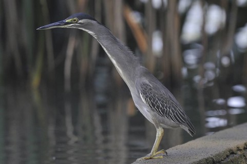 Striated Heron (Butorides striata), Kerala, India